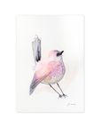 Little Bird